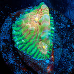 The Mask Convict Chalice - riptide aquaculture llc