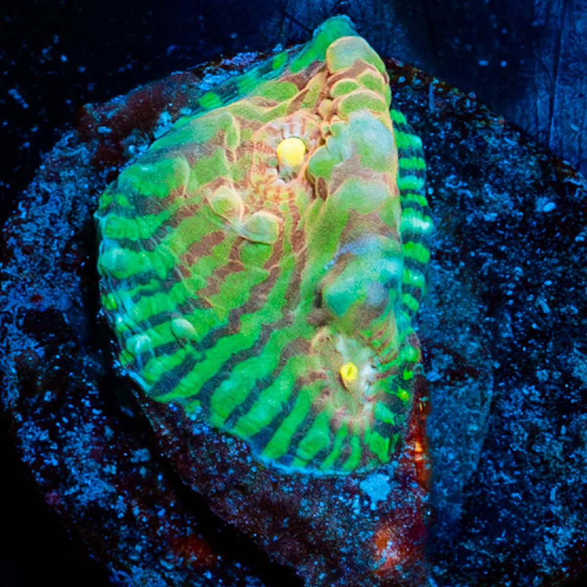 The Mask Convict Chalice - riptide aquaculture llc