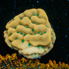 Beach Bum Montipora