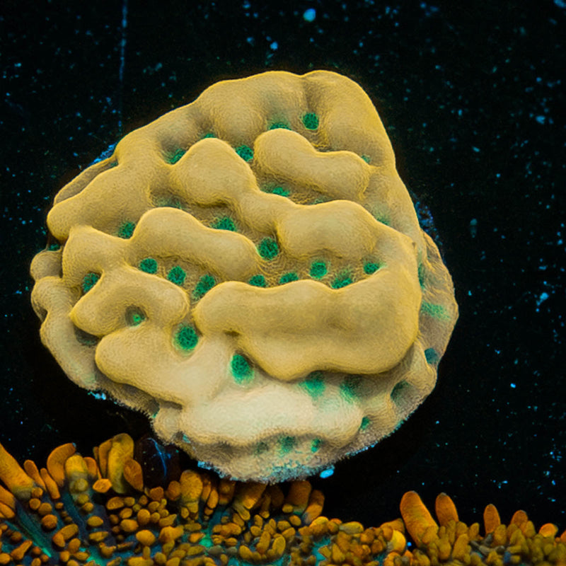Beach Bum Montipora