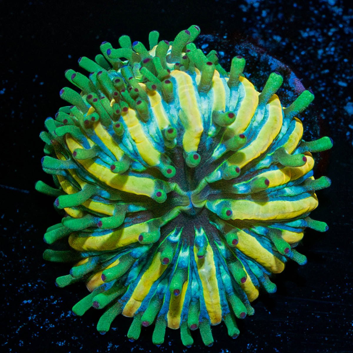 Baby Plate Coral - riptide aquaculture llc