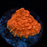 Jolly Rancher Chalice - riptide aquaculture llc