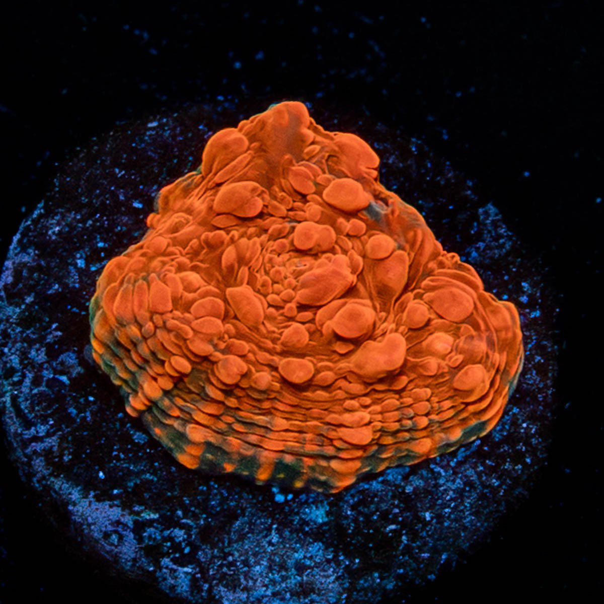 Jolly Rancher Chalice - riptide aquaculture llc