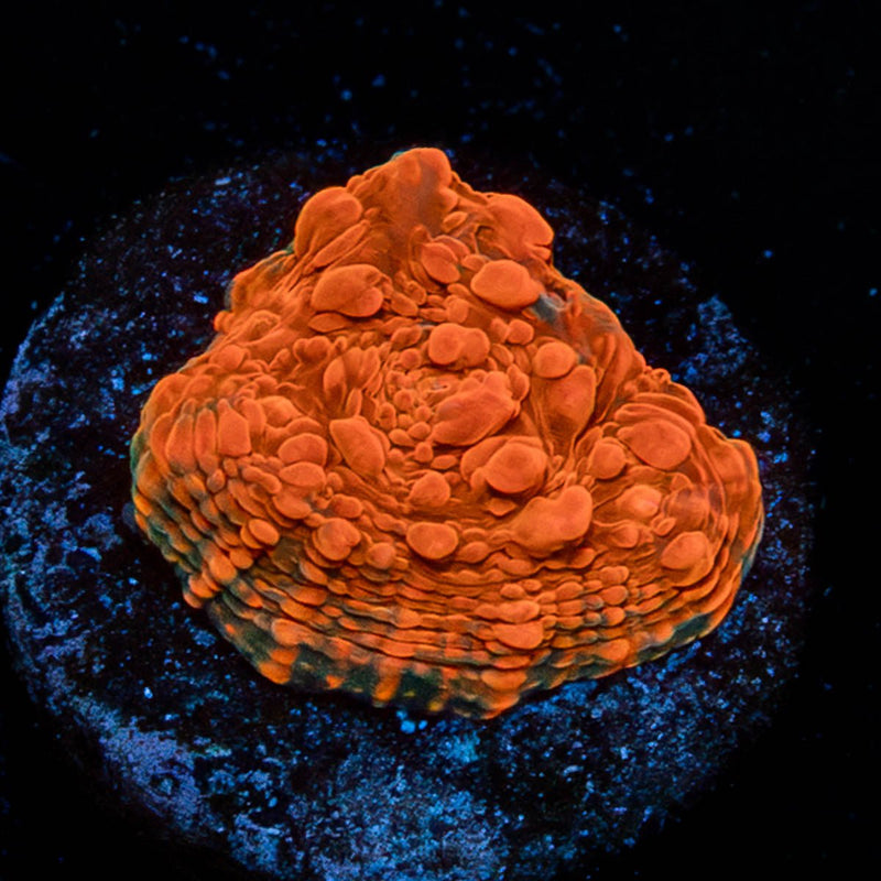 Jolly Rancher Chalice