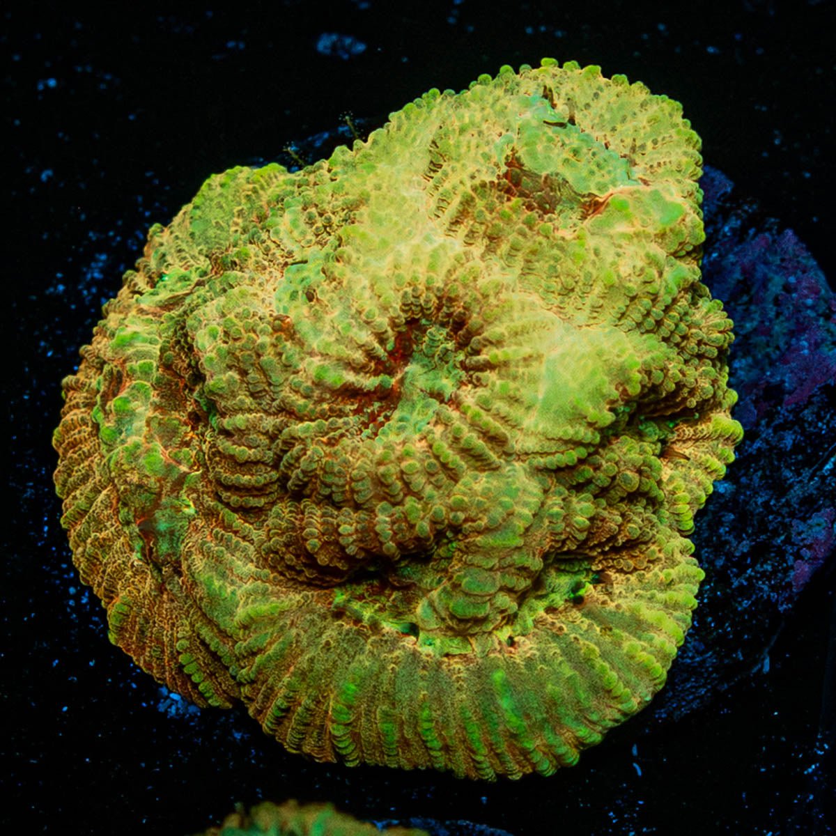 Starscream Favia - riptide aquaculture llc