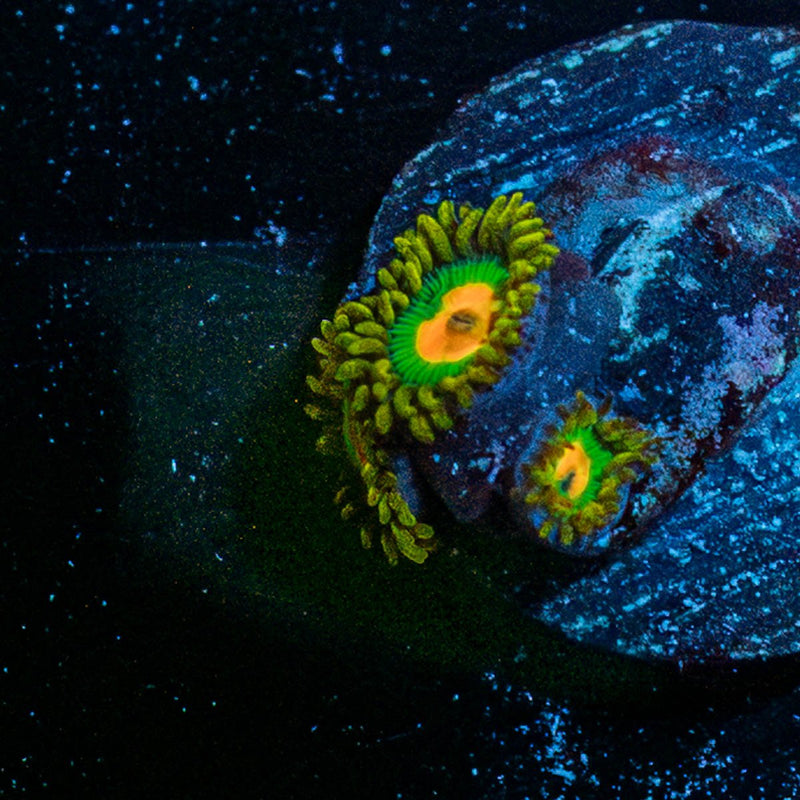 Rasta Zoanthid