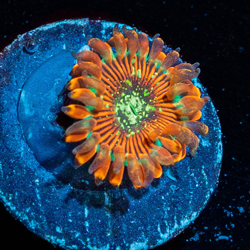 Magician Zoanthid