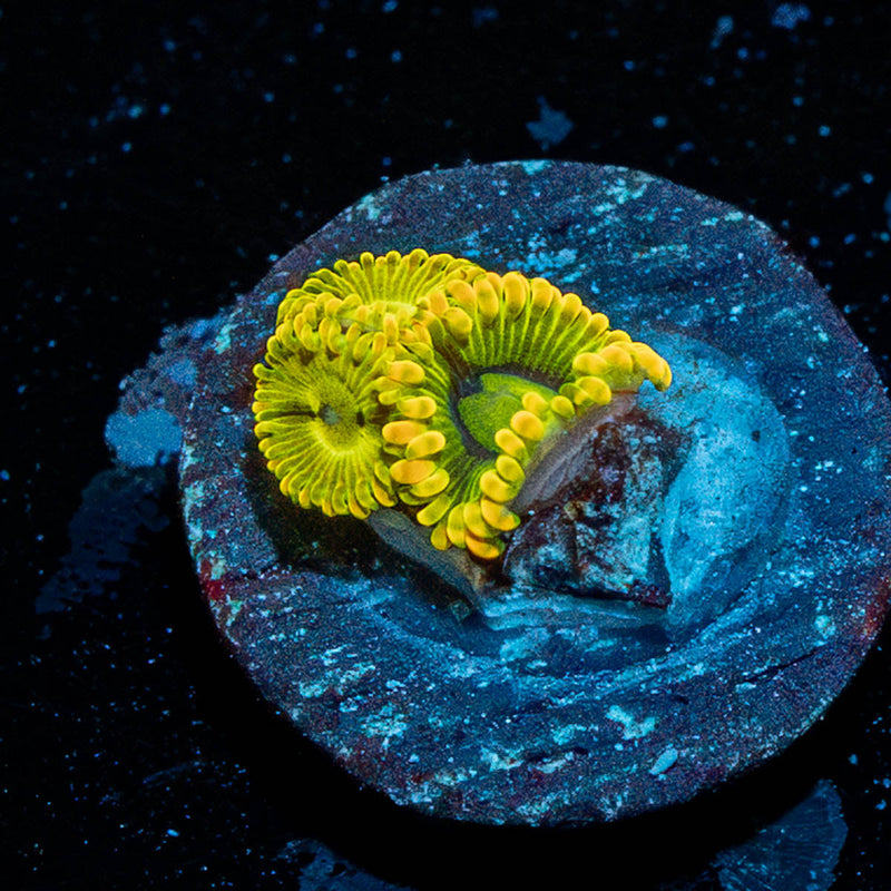 Rainbow Yoda Zoanthid