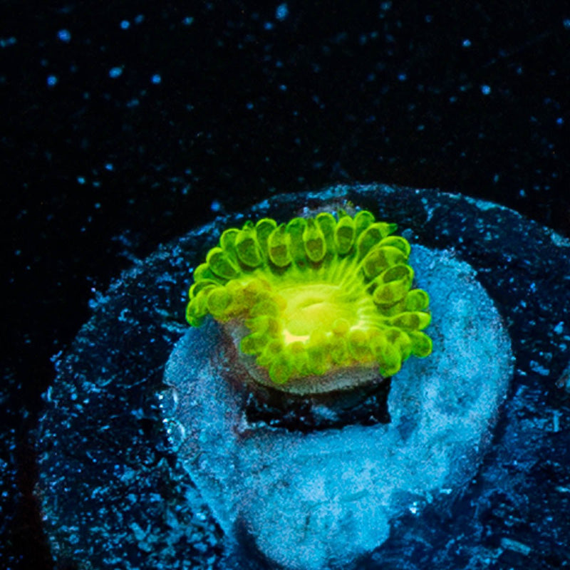Emerald Murals Zoanthid
