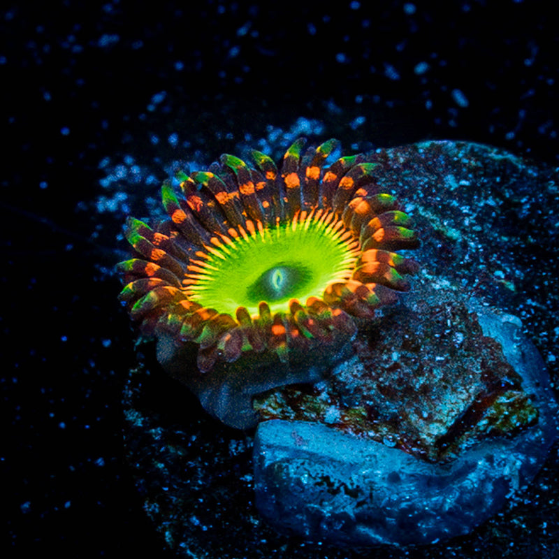 Bowser Zoanthid