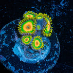 Rasta Zoanthid - riptide aquaculture llc