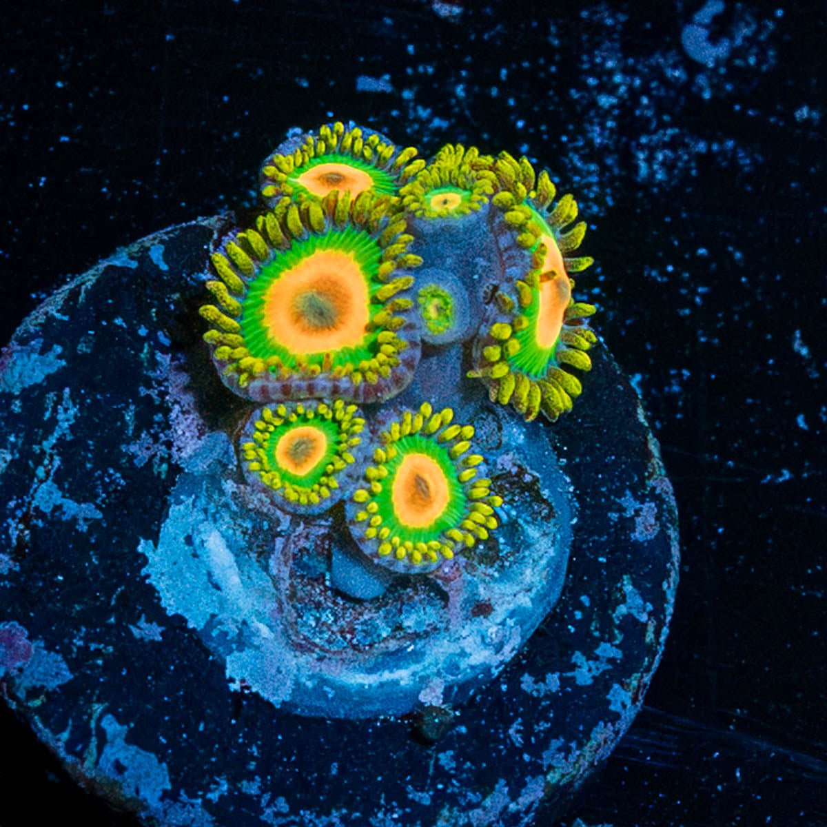 Rasta Zoanthid - riptide aquaculture llc