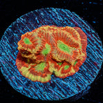 Conflict Diamond Favia - riptide aquaculture llc