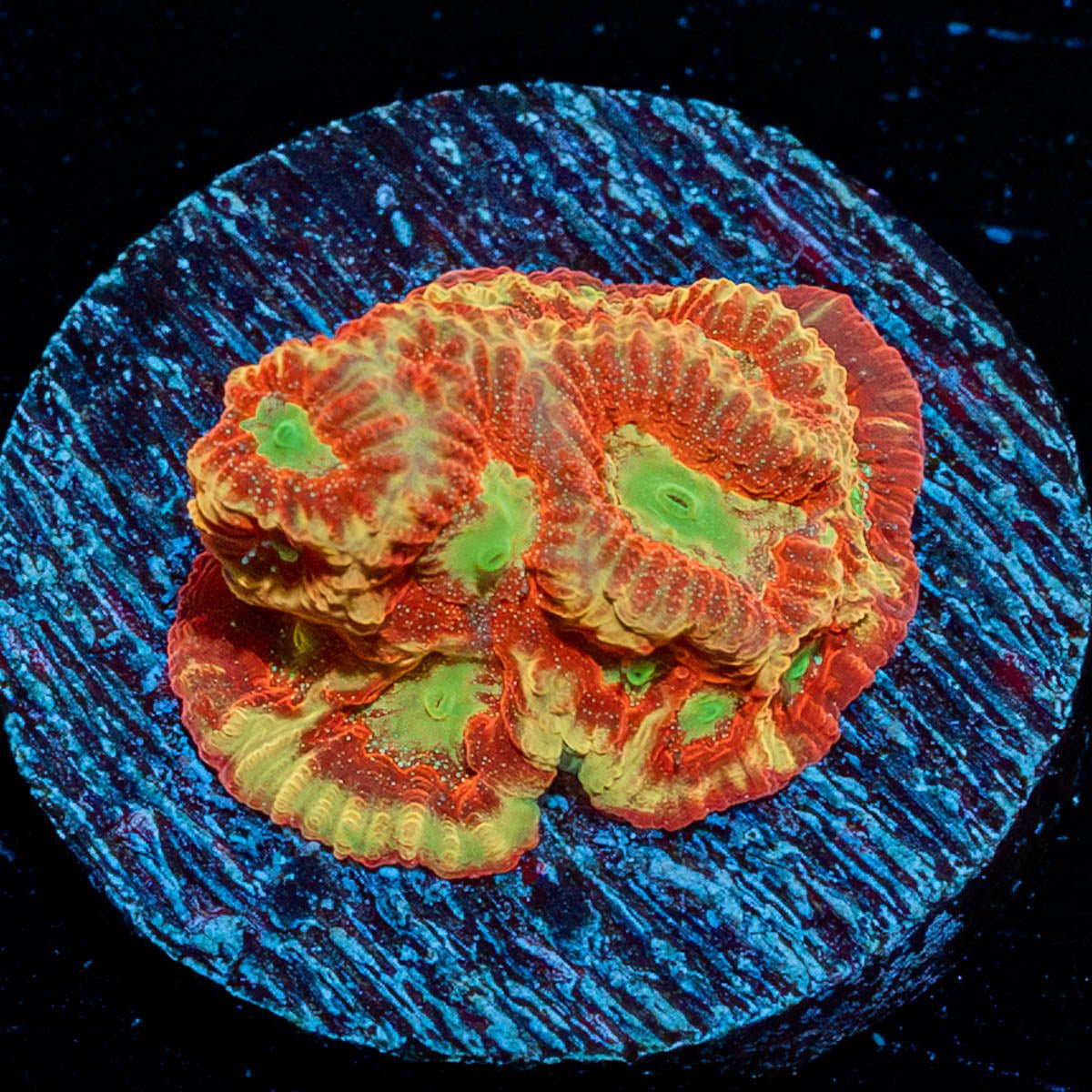 Conflict Diamond Favia - riptide aquaculture llc