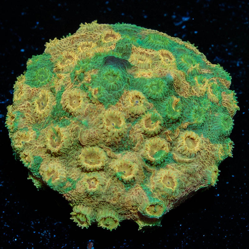 Bling Bling Cyphastrea