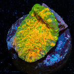 Gold Bomb Chalice - riptide aquaculture llc