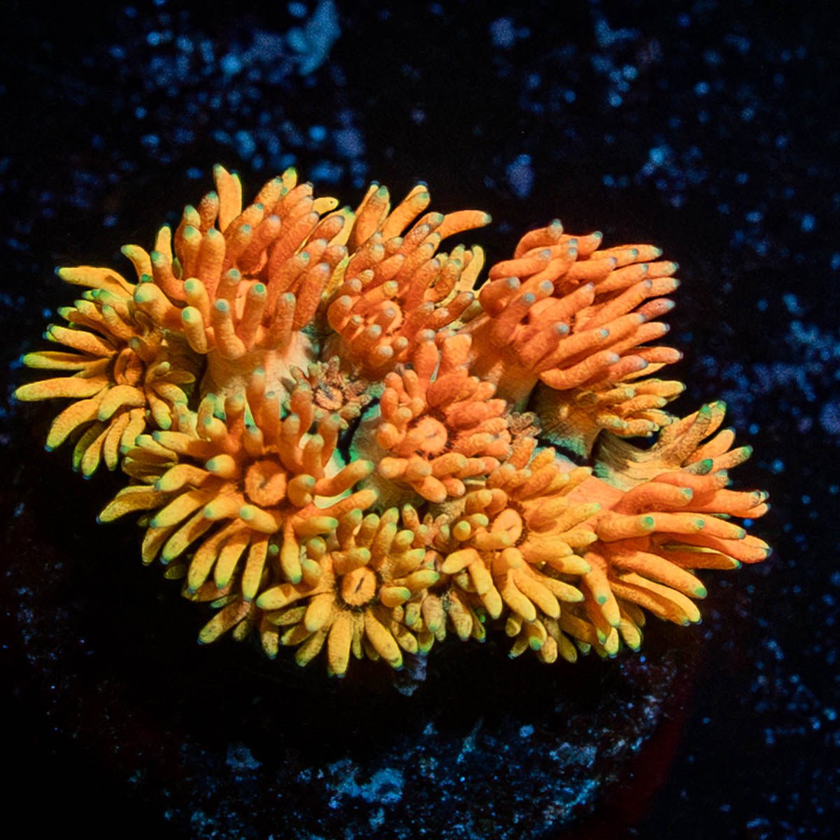 Encore Goniopora - riptide aquaculture llc