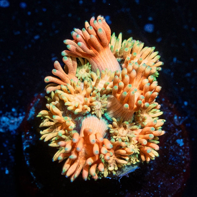 Encore Goniopora