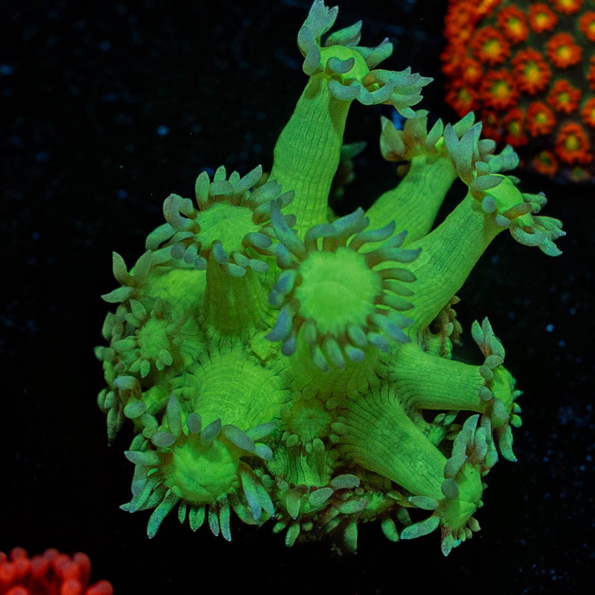 Bubble Toes Goniopora - riptide aquaculture llc