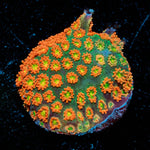 Pumpkin Smasher Barnardapora - riptide aquaculture llc