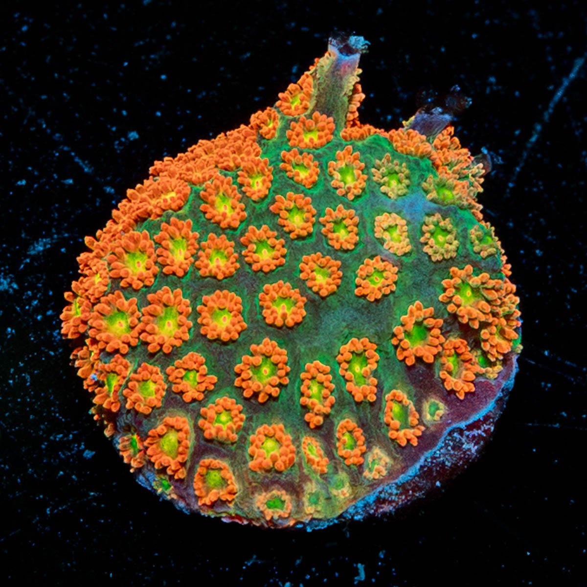 Pumpkin Smasher Barnardapora - riptide aquaculture llc