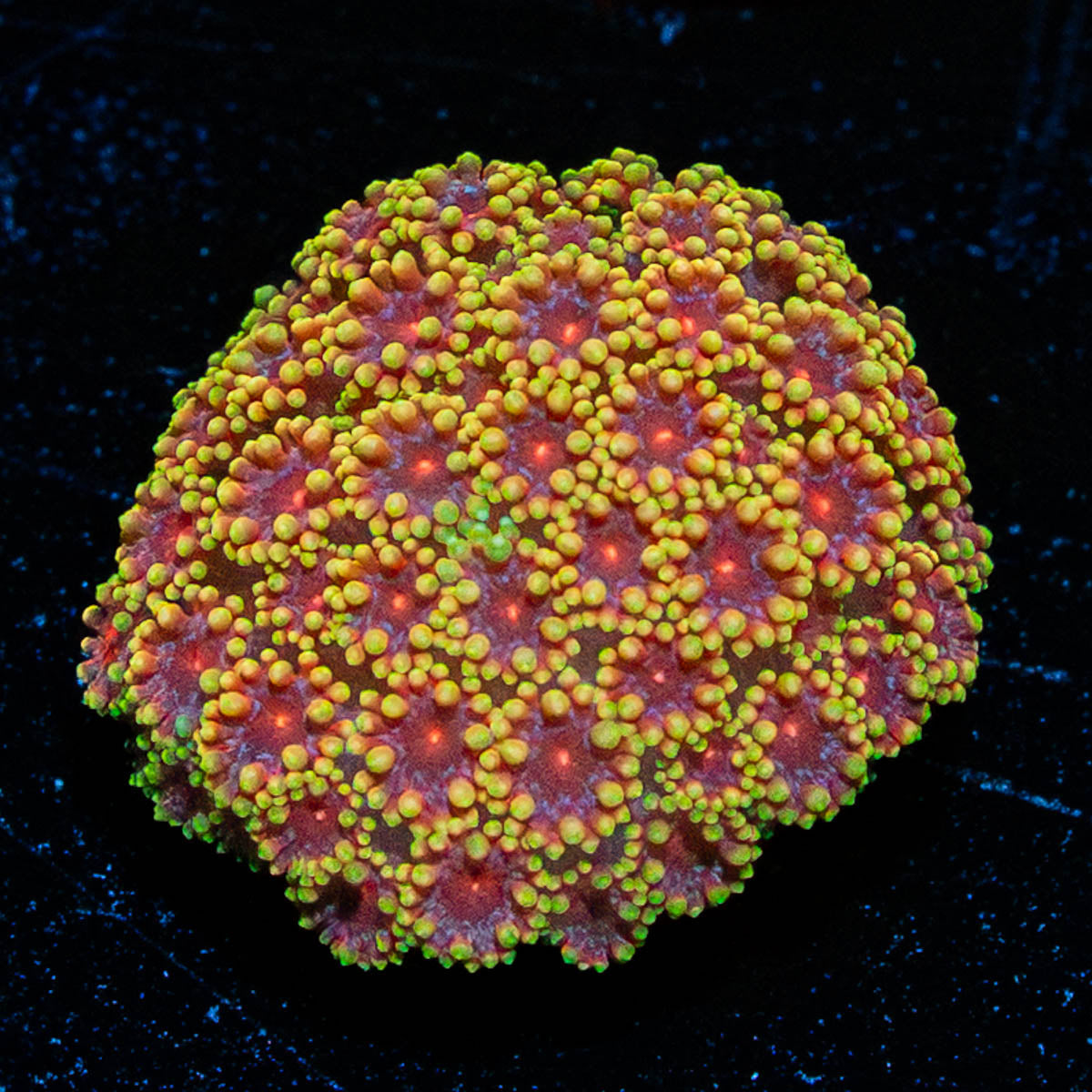 Rainbow Barnardapora 