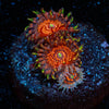 Aztec Warrior Zoanthid