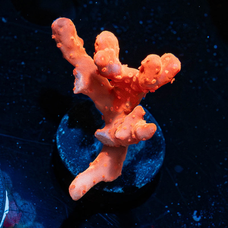 Tropic Thunder Branching Satosa