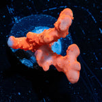 Tropic Thunder Branching Satosa - riptide aquaculture llc