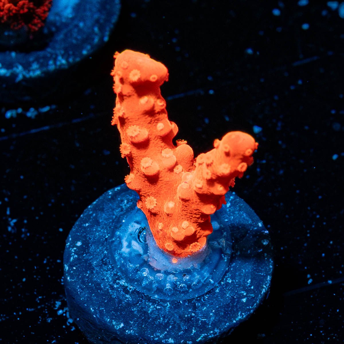 Tropic Thunder Branching Satosa - riptide aquaculture llc