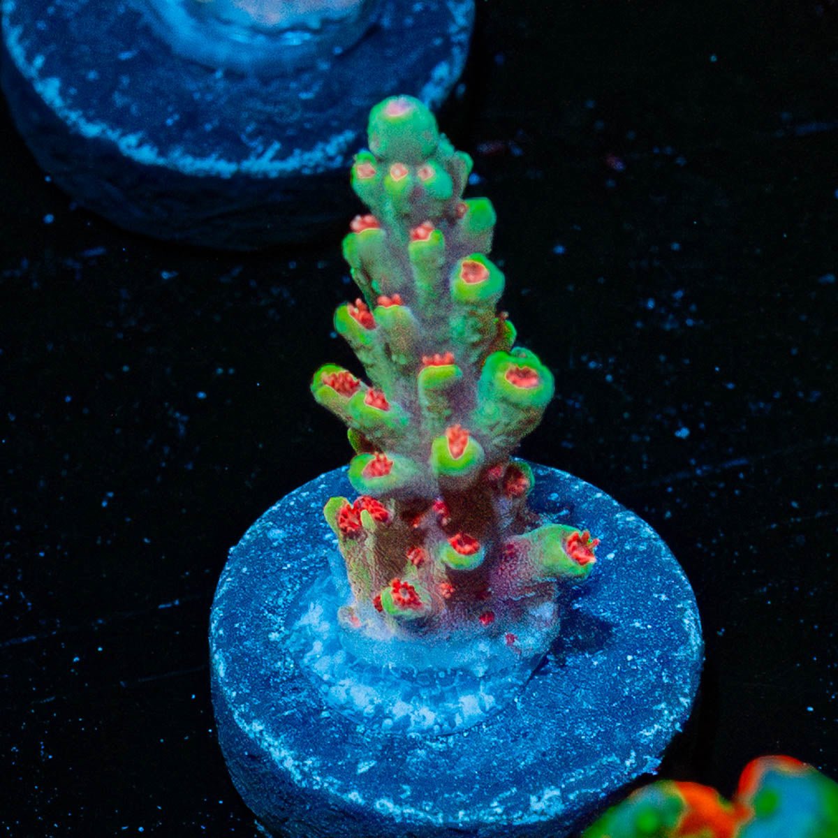 Rocket Man Acropora - riptide aquaculture llc