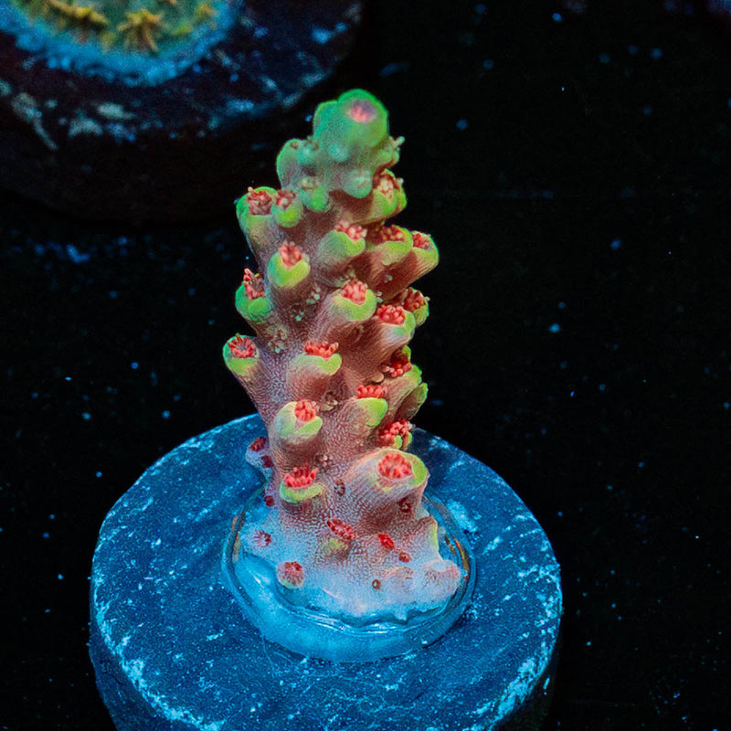Rocket Man Acropora