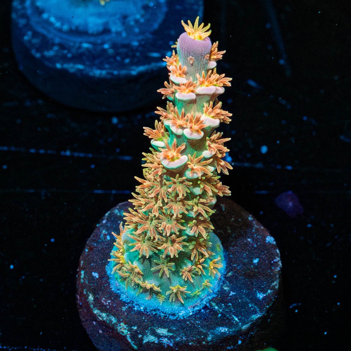 WD JR Acropora - riptide aquaculture llc