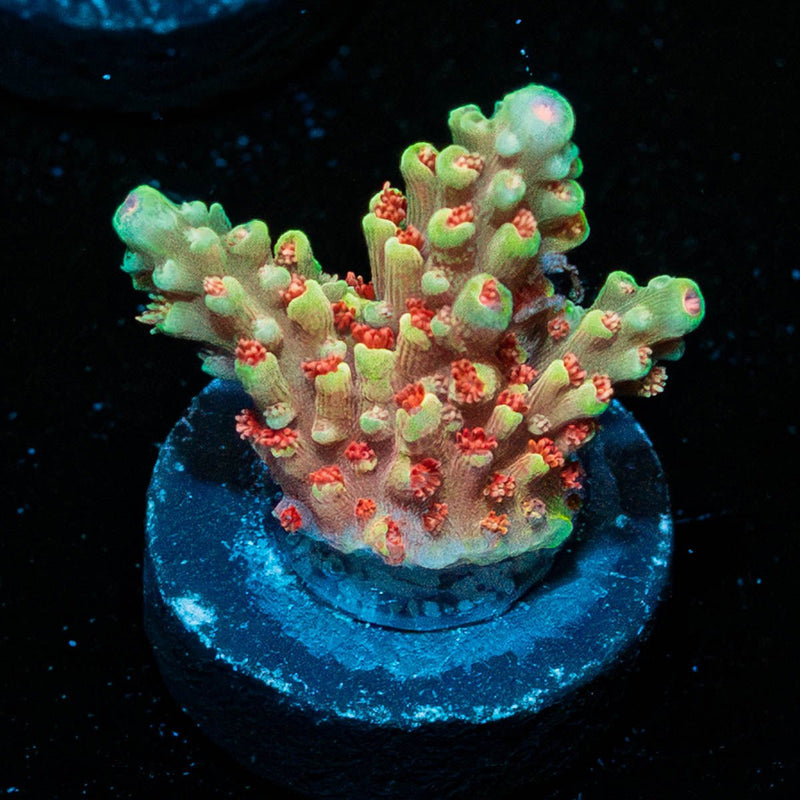 Rocket Man Acropora