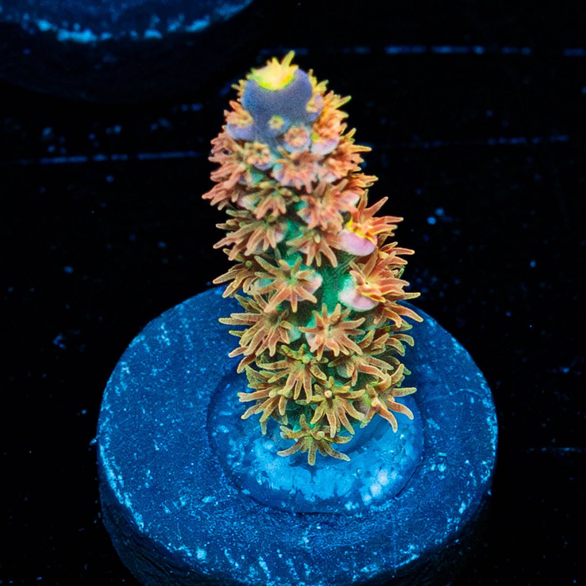 WD JR Acropora - riptide aquaculture llc