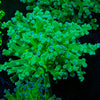 Green Frogspawn Euphyllia - riptide aquaculture llc