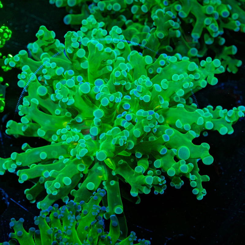 Green Frogspawn Euphyllia