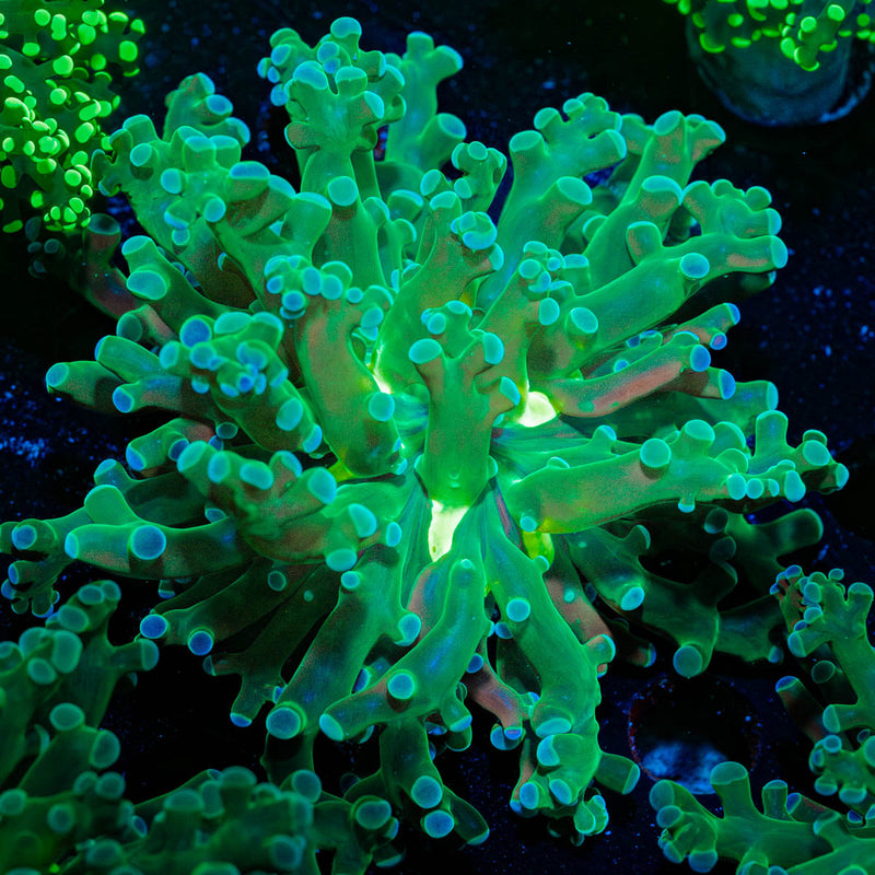 Green Frogspawn Euphyllia