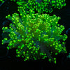 Neon Green Frogspawn Euphyllia - riptide aquaculture llc