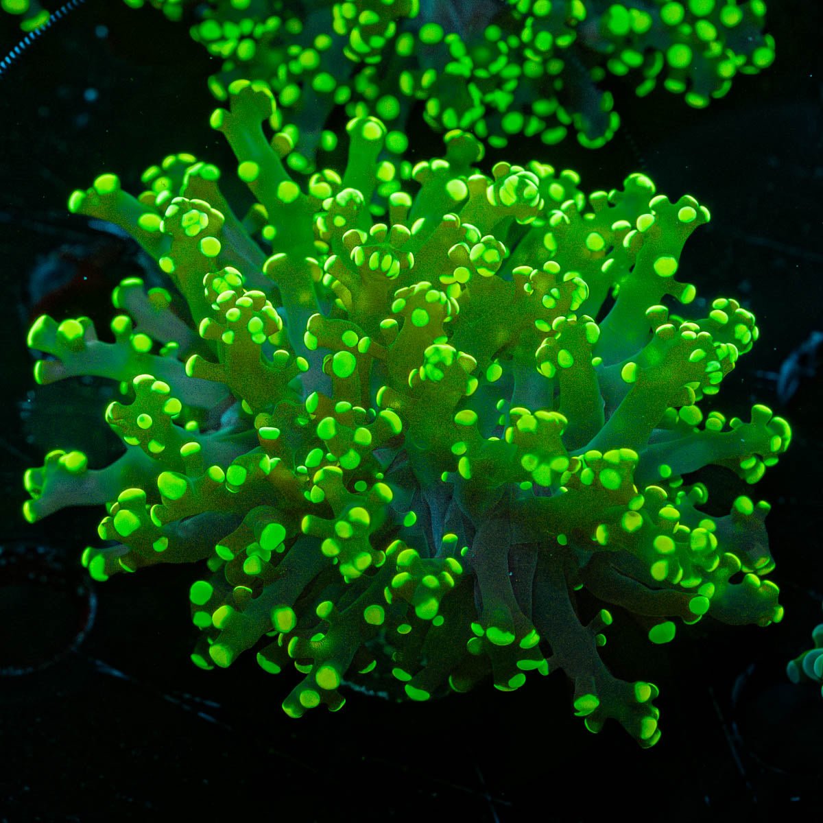Neon Green Frogspawn Euphyllia - riptide aquaculture llc