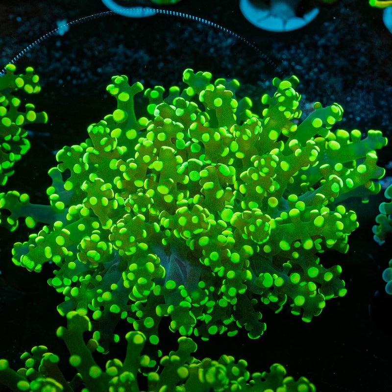 Neon Green Frogspawn Euphyllia