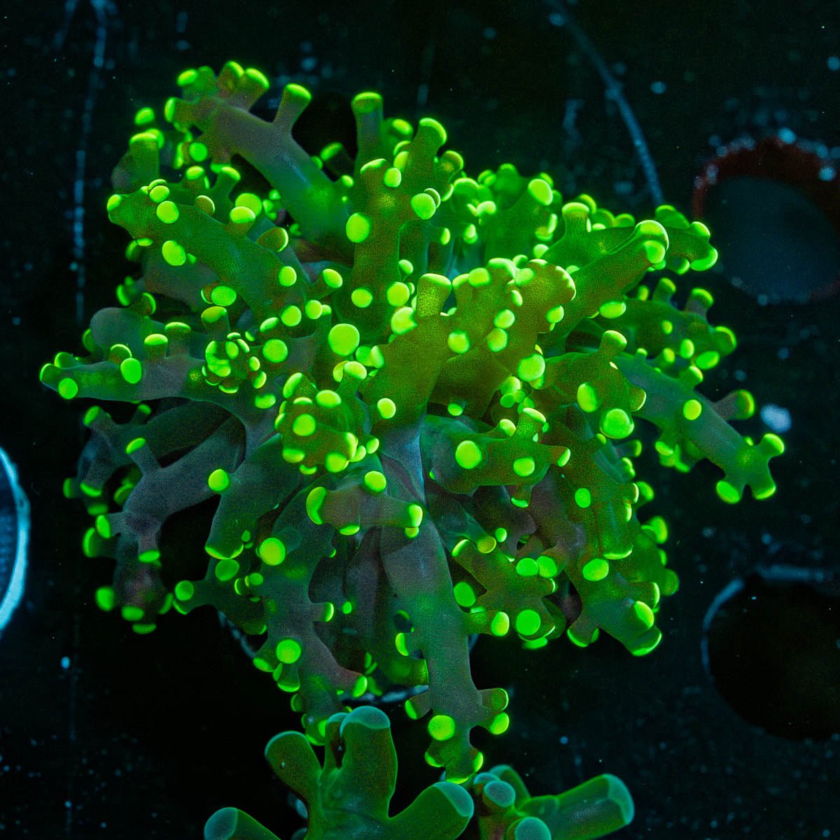 Neon Green Frogspawn Euphyllia - riptide aquaculture llc