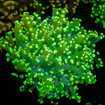 Neon Green Frogspawn Euphyllia - riptide aquaculture llc