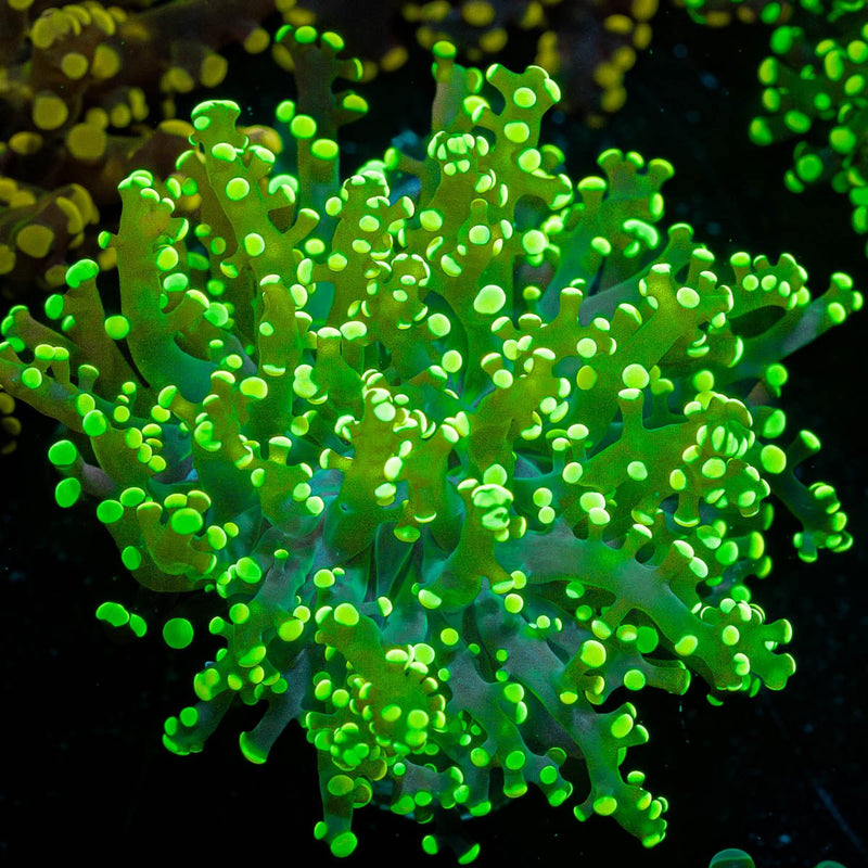 Neon Green Frogspawn Euphyllia