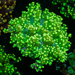 Neon Green Frogspawn Euphyllia - riptide aquaculture llc