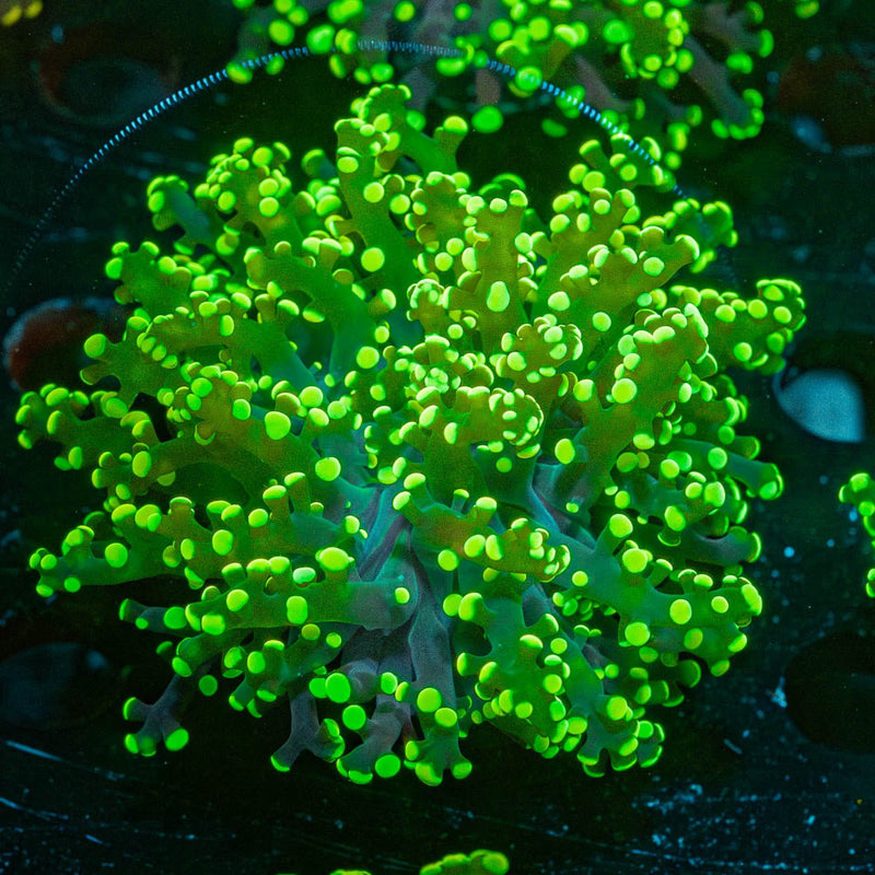 Neon Green Frogspawn Euphyllia