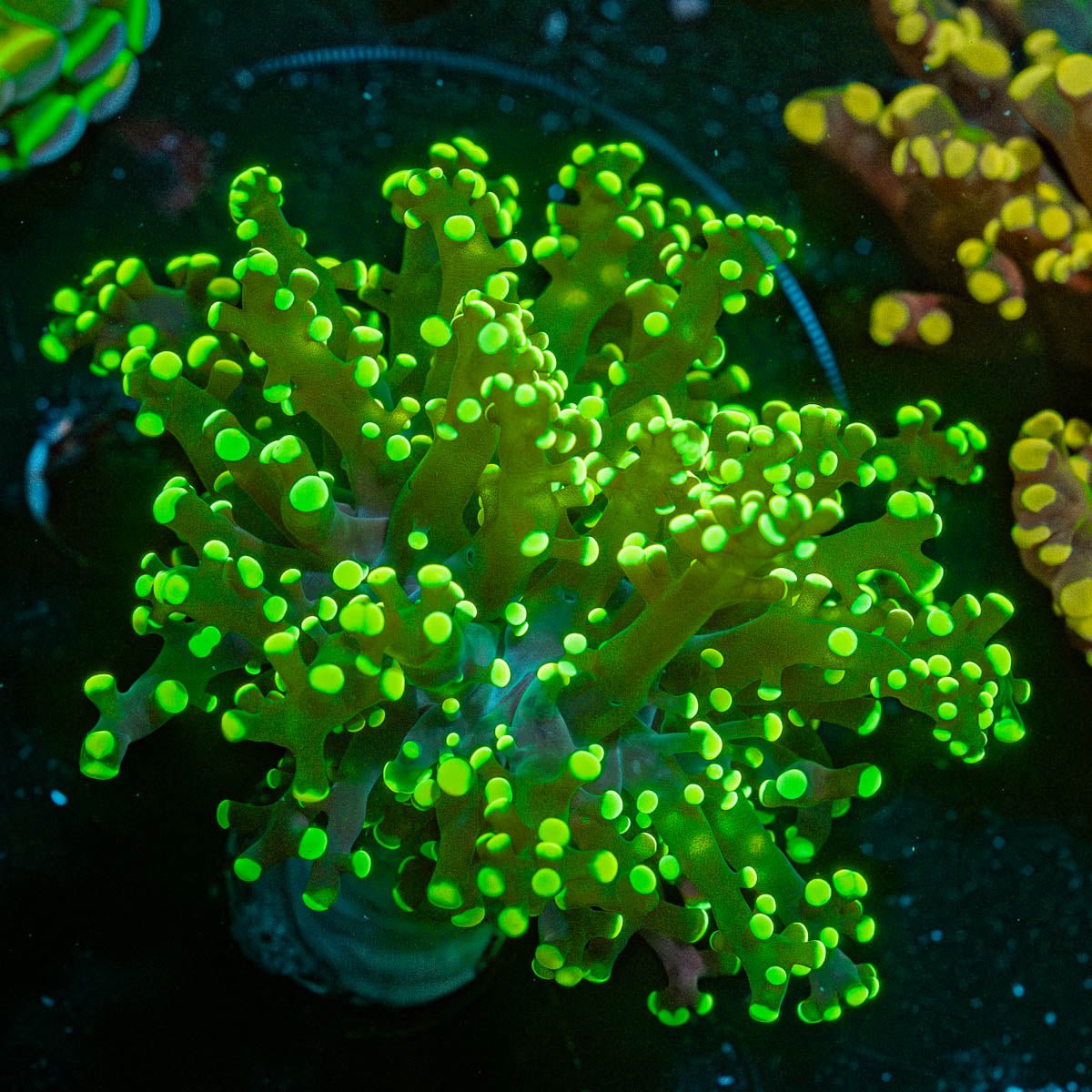 Neon Green Frogspawn Euphyllia - riptide aquaculture llc