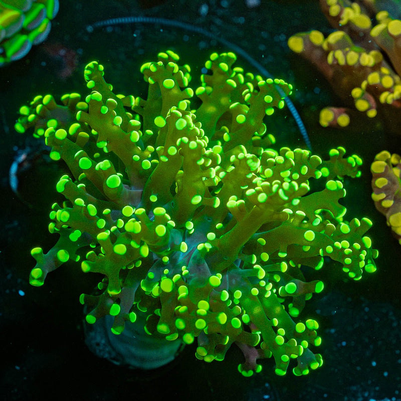 Neon Green Frogspawn Euphyllia
