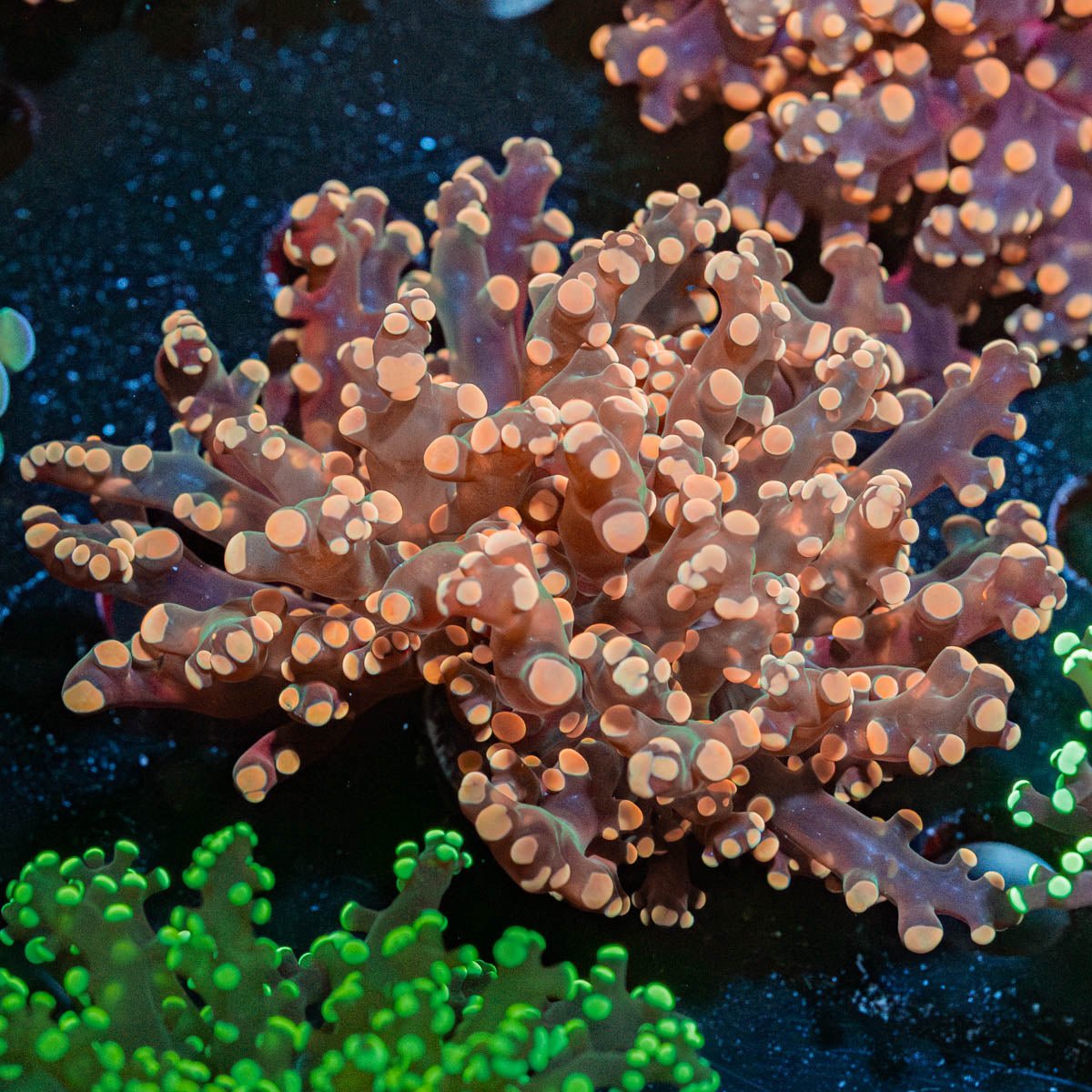 Peach Frogspawn Euphyllia - riptide aquaculture llc