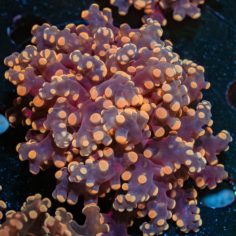 Peach Frogspawn Euphyllia